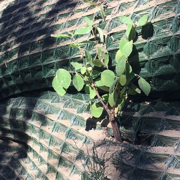 A tree and new vegetation growing through stabilization netting: Pyramat