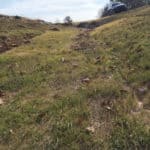 Vegetation taking root atop Shearforce that was installed on a slope