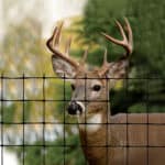 A large deer standing behind a durable plastic net deer fence