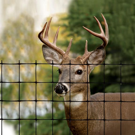 A large deer standing behind a durable plastic net deer fence