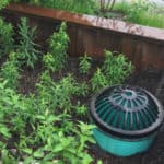 A biofiltration system with a grate protruding slightly from the ground and surrounded by plants