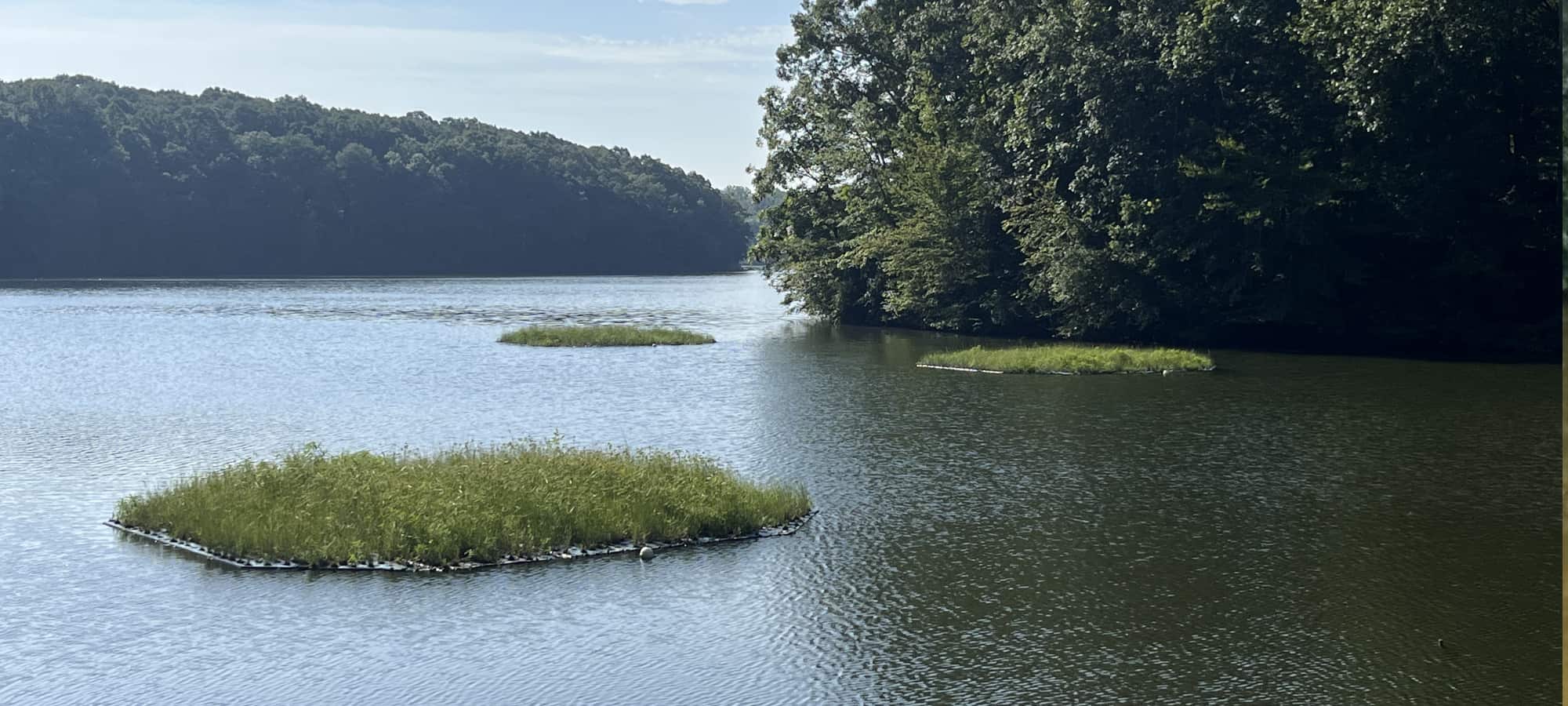 Vegetated beemats in local lake, helping to reduce phosphorous and nitrogen.