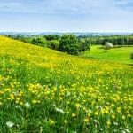 A meadow of wildflowers and vegetation that was established using bioprime and Richlawn fertilizers