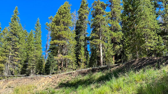 The results of testing biotic soil applications side by side on a nutrient barren slope.