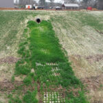 Shoreflex vegetated hard armor concrete blocks at culvert outflow.